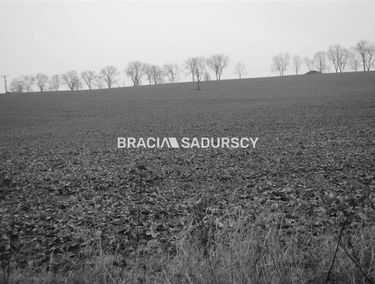 Zdjęcie 15381901