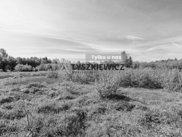 Zdjęcie 15386100