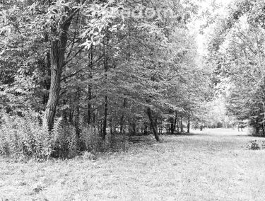 Zdjęcie 15454979