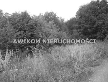 Zdjęcie 15459213