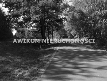 Zdjęcie 15482120