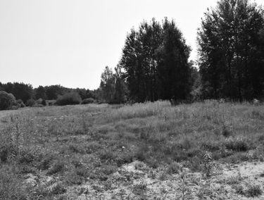Zdjęcie 15493249
