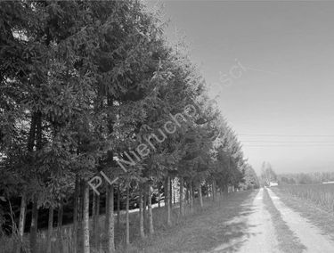 Zdjęcie 15518558