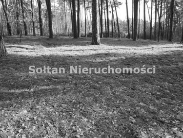Zdjęcie 15528551