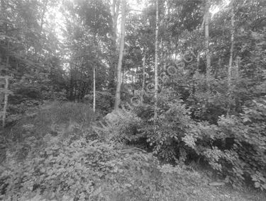 Zdjęcie 15534059