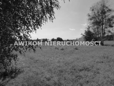Zdjęcie 15541756