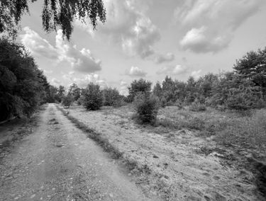 Zdjęcie 15542674