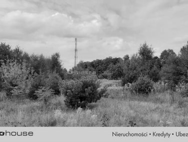 Zdjęcie 15550713