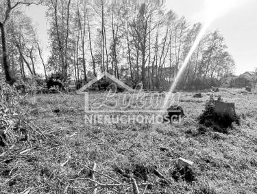 Zdjęcie 15561887