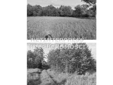 Zdjęcie 15599944