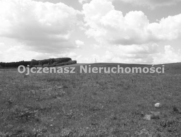 Zdjęcie 15603474