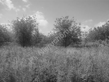 Zdjęcie 15608059