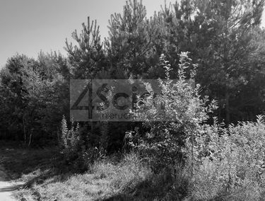 Zdjęcie 15611816