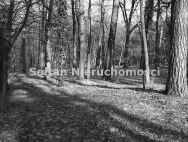 Zdjęcie 15640157