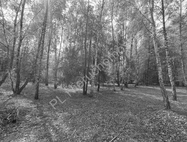 Zdjęcie 15644402