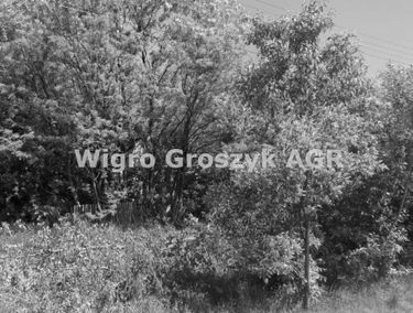 Zdjęcie 15719067