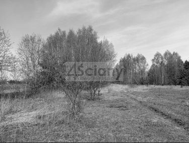 Zdjęcie 15728856