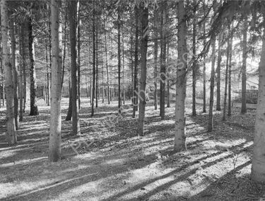 Zdjęcie 15807493