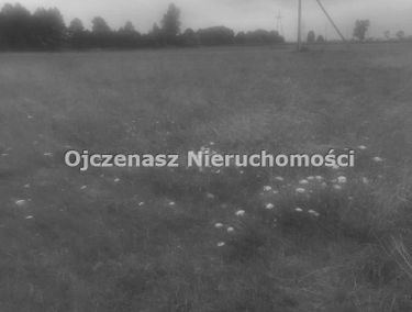 Zdjęcie 15834162