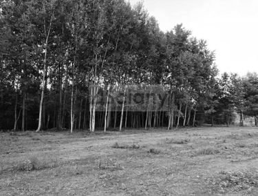 Zdjęcie 15841910