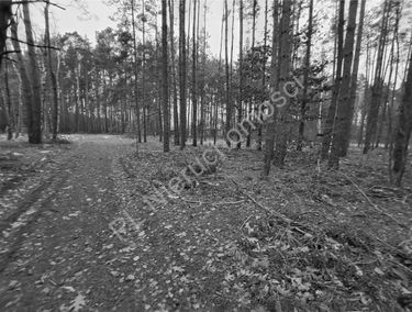 Zdjęcie 15845204