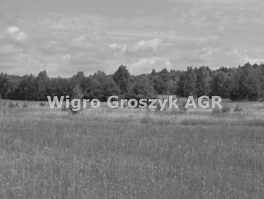 Zdjęcie 15881253