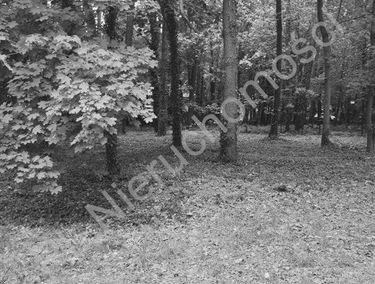 Zdjęcie 15889611