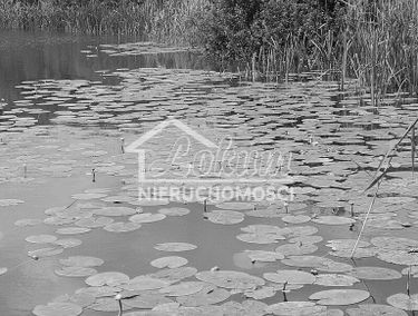 Zdjęcie 15899334