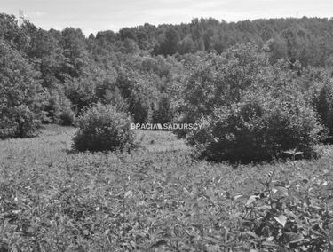 Zdjęcie 15936530