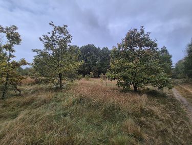 Zdjęcie ogłoszenia