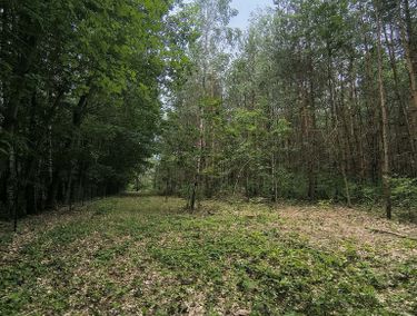 Zdjęcie ogłoszenia