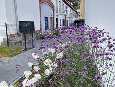 Zdjęcie ogłoszenia