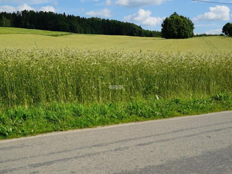 Zdjęcie ogłoszenia -  