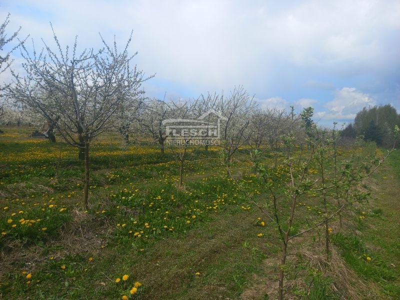 Zdjęcie ogłoszenia -  