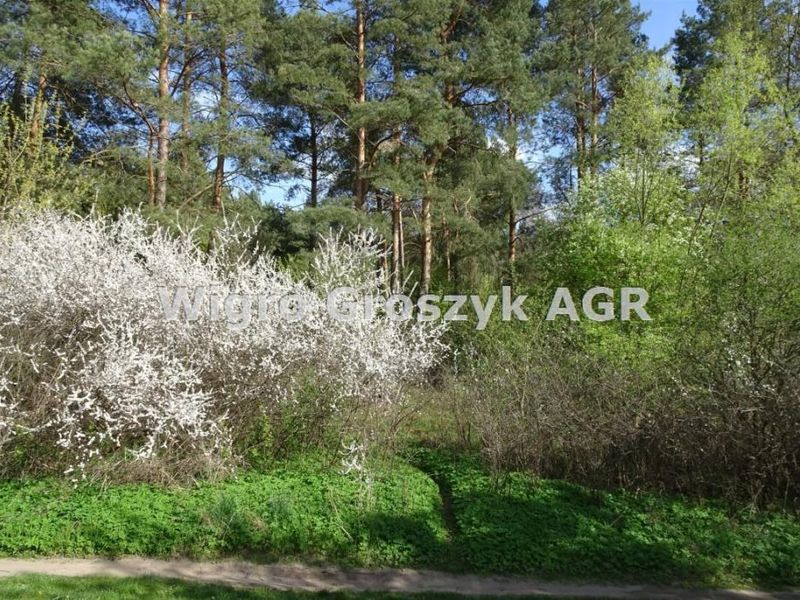 Zdjęcie ogłoszenia -  