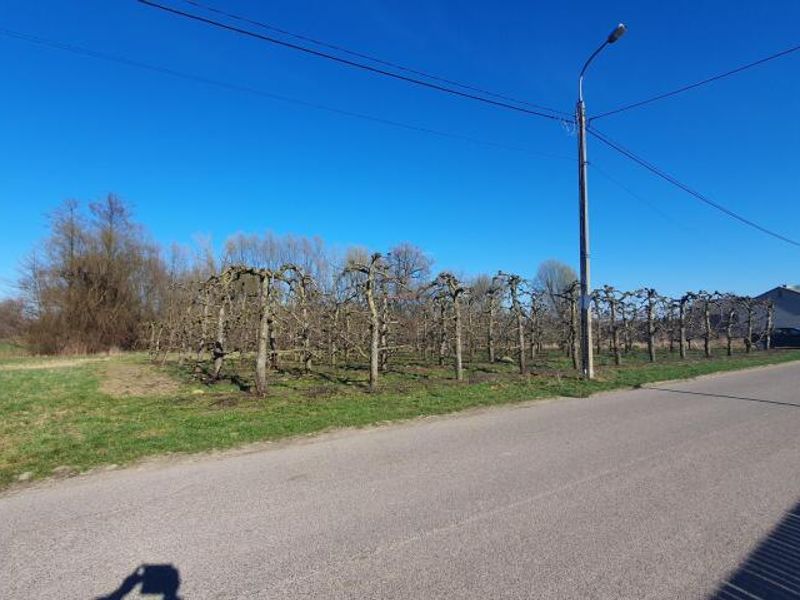 Zdjęcie ogłoszenia -  