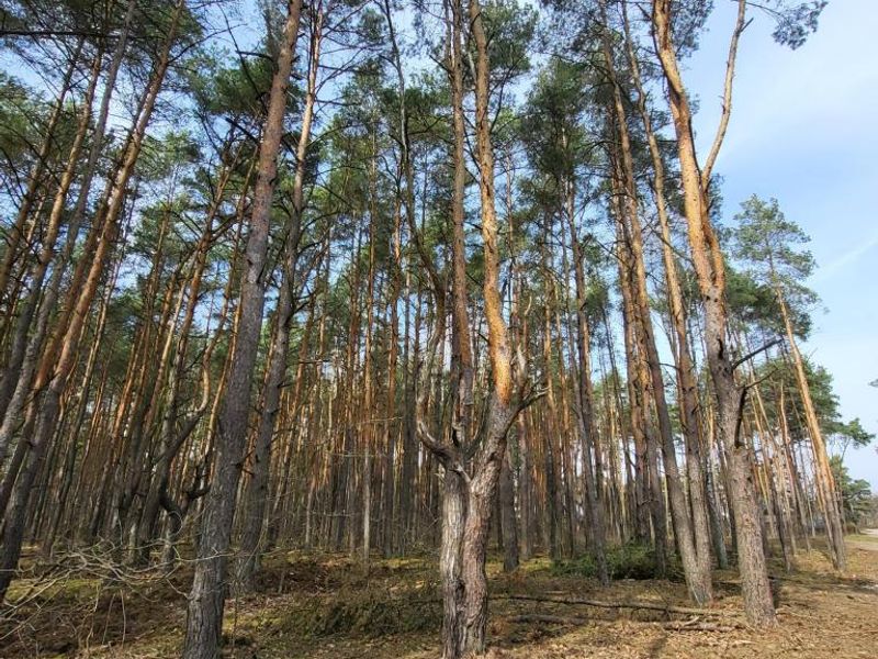 Zdjęcie ogłoszenia -  