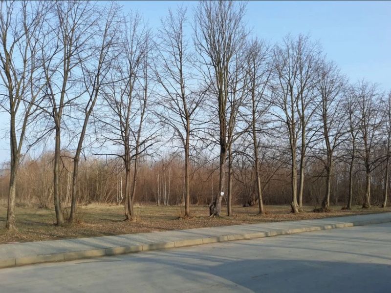 Zdjęcie ogłoszenia -  