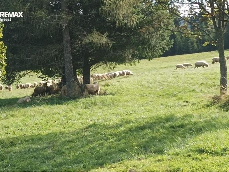 Zdjęcie ogłoszenia -  