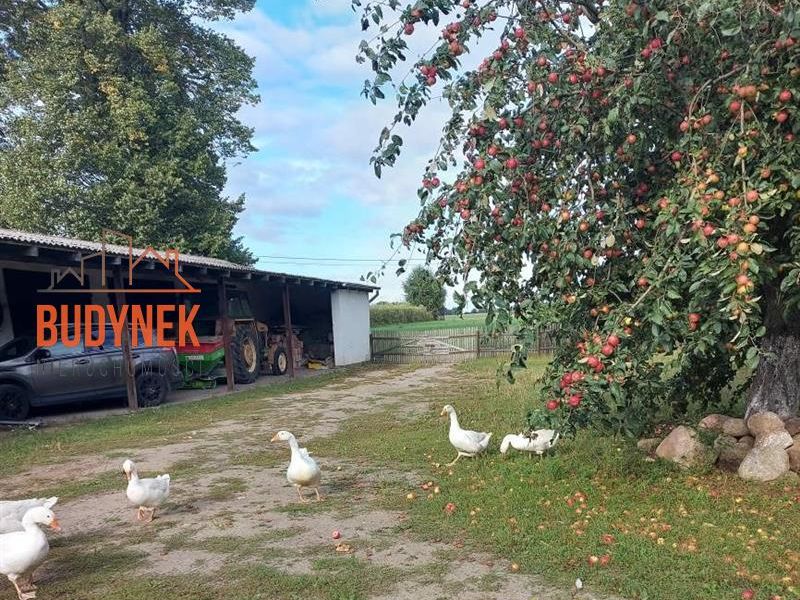 Zdjęcie ogłoszenia -  