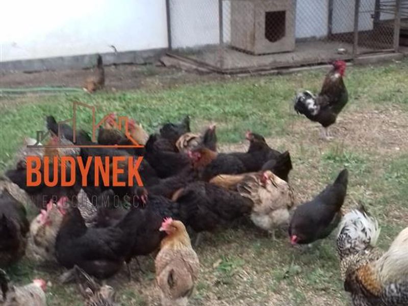 Zdjęcie ogłoszenia -  