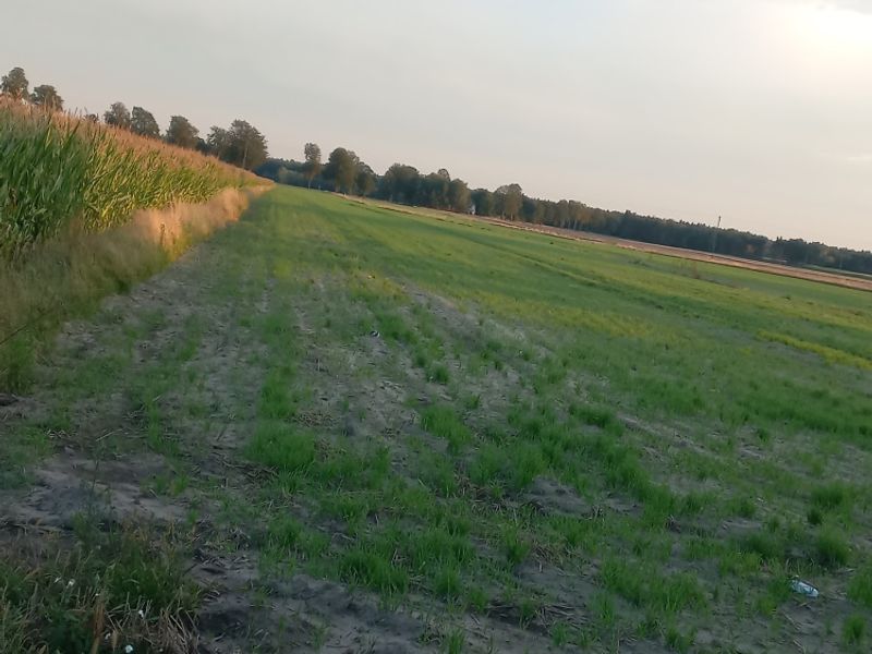 Zdjęcie ogłoszenia -  