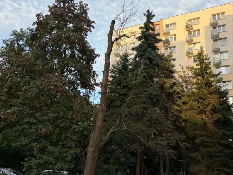 Zdjęcie ogłoszenia -  