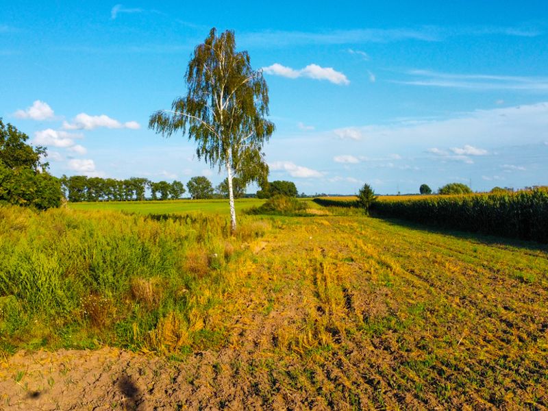 Zdjęcie ogłoszenia -  