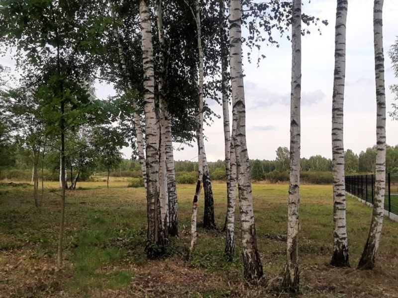 Zdjęcie ogłoszenia -  
