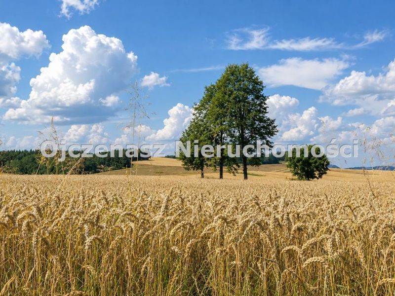 Zdjęcie ogłoszenia -  