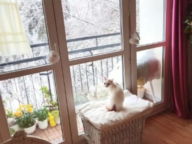 Zdjęcie ogłoszenia -  