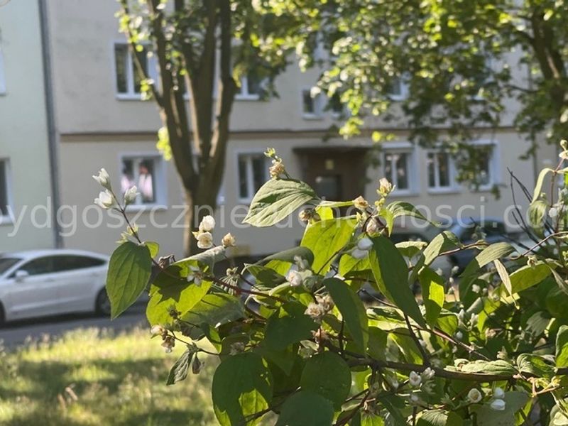 Zdjęcie ogłoszenia -  
