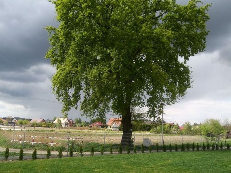 Zdjęcie ogłoszenia -  