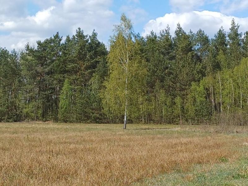Zdjęcie ogłoszenia -  